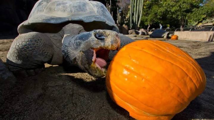 ¿Animales inmortales? Conoce las especies más longevas del mundo