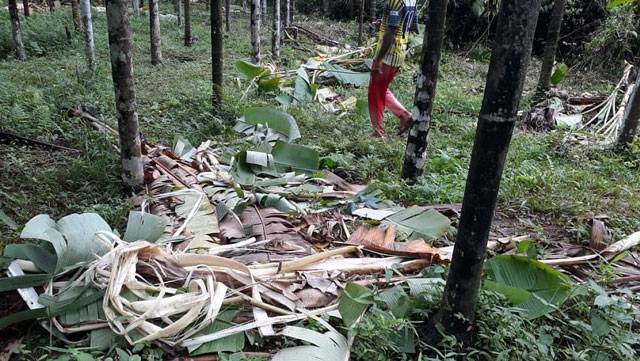 Puttur: Wild elephants destroy banana plantation crops in third raid since monsoon