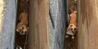 Glendale police save dog stuck between two walls