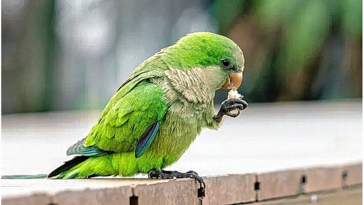 Controvertido: Uruguay aprueba el sacrificio masivo de loros para salvar cultivos