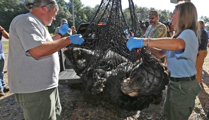 Editorial: It's almost dying time for dozens of Florida's black bears