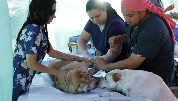 Salud animal garantizada: Jeannette Jara propone crear seguro veterinario y red pública de clínicas para mascotas