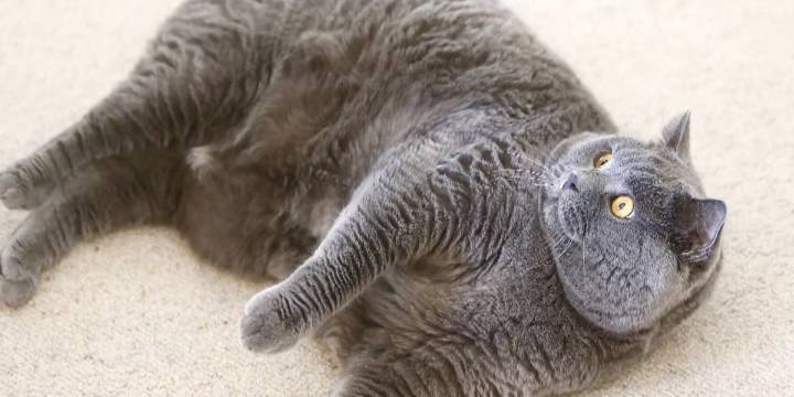 New study to test Ozempic-style weight loss drugs in cats