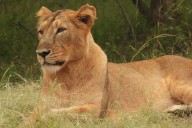 19-Year-Old Man Mauled to Death by Lioness at Zoo in Front of Visitors