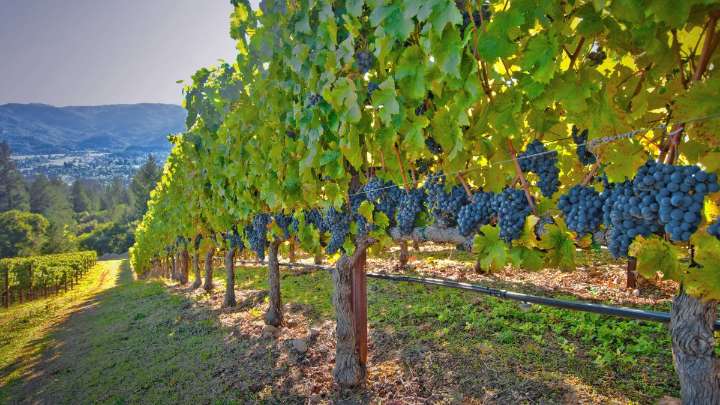Bill aims to ease Trump tariff strain on wine, specialty crop farmers