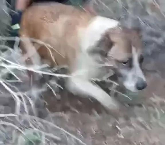 Bomberos de Picún Leufú rescatan a dos perros abandonados en un desagüe