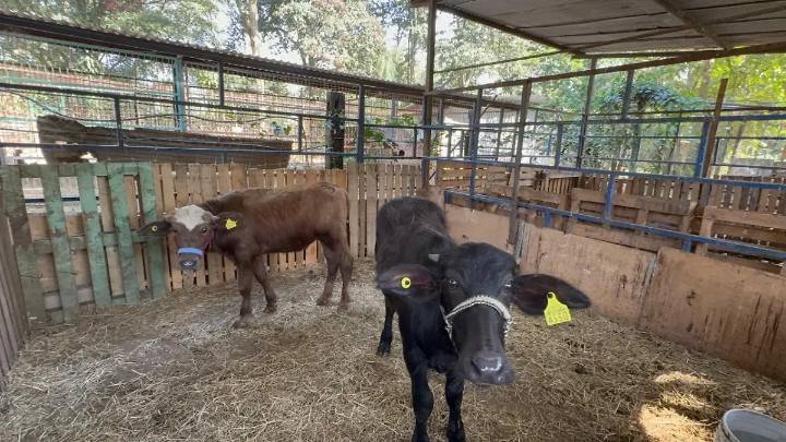 Rastro Municipal de Orizaba aplica protocolos estrictos para detectar enfermedades en animales que llegan para sacrificio