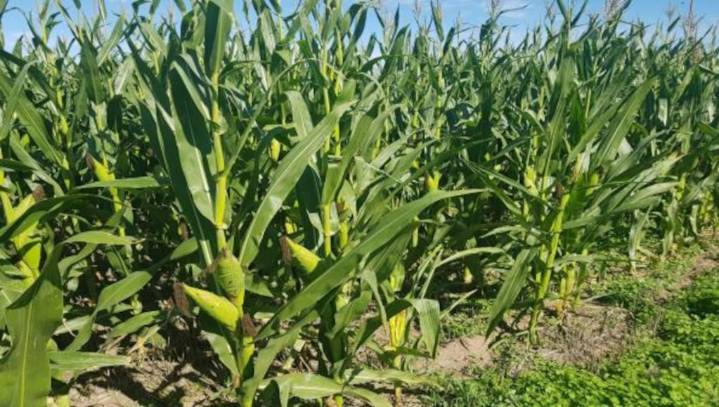 El trimestre marcará contrastes: lluvias irregulares y calor persistente en gran parte del país