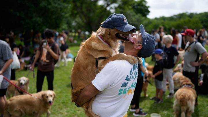 A symphony of woofs: This is what happens when 2,397 golden retrievers gather in an Argentina park
