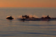 Friendship is magic: male dolphins with close friends age more slowly
