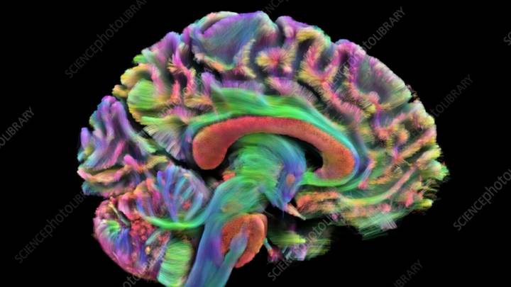 Scientists identify 4 turning points for your brain as you age