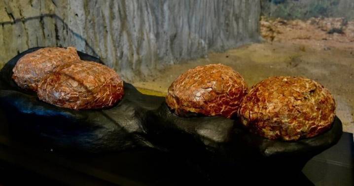 Un viaje al pasado: hallan huevos de dinosaurio de 72 millones de años en Guadalajara