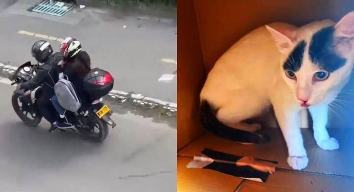 Abandono de gatito bebé en Bogotá: video revela indignante caso que genera rechazo en la comunidad