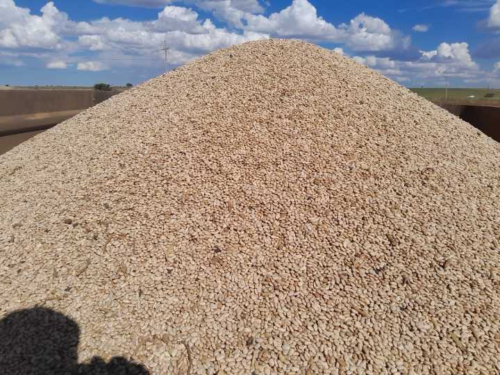 Hasta el 2026 anuncian acopio total de frijol en Durango