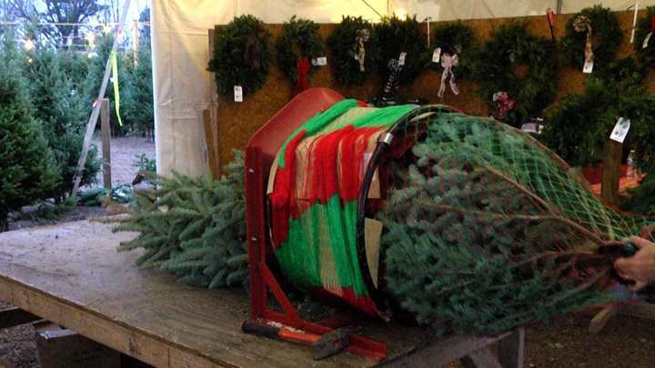 Local tree farm shares how to pick out the perfect Christmas tree
