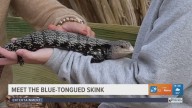 EXPLORING THE CALDWELL ZOO: Meet the blue