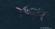 Endangered whale's 3,000-mile journey from Ireland to Boston shocks scientists