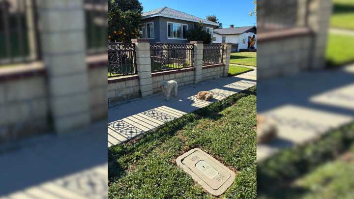 Rescuers Find Two Abandoned Dogs Left Alone In California For Days And Uncover A Heartbreaking Reality