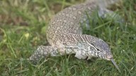 Nile monitor lizards in Florida. What to know about invasive predators