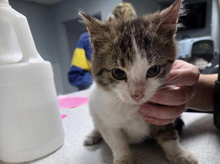 Humane Society thrilled with Beckstrom memorial donations