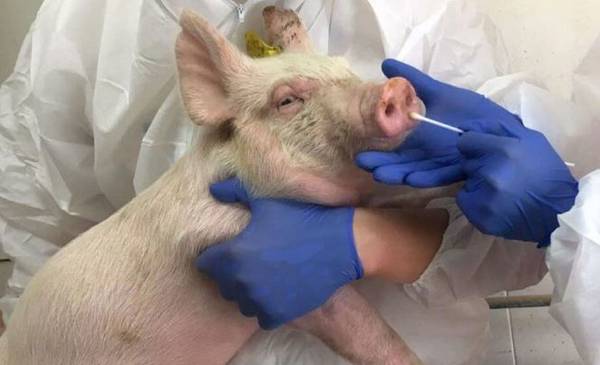 España sacrificará 30.000 cerdos en medio de las medidas de control de la peste porcina