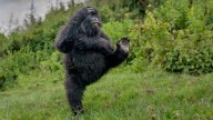 Un gorila que choca los cinco se lleva el primer premio en los Comedy Wildlife Awards