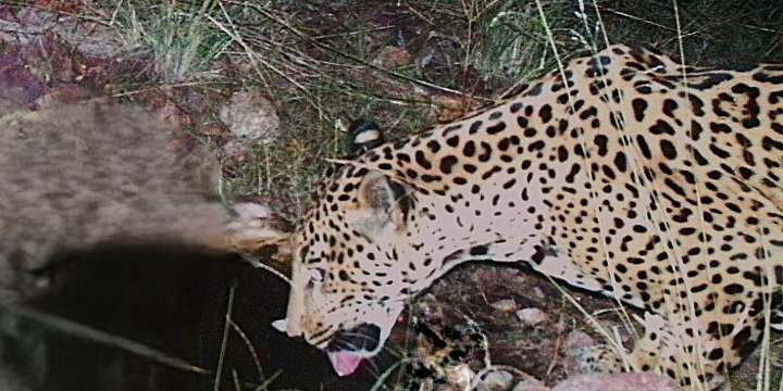‘This species is recovering’: Jaguar spotted in Arizona, far from Central and South American core