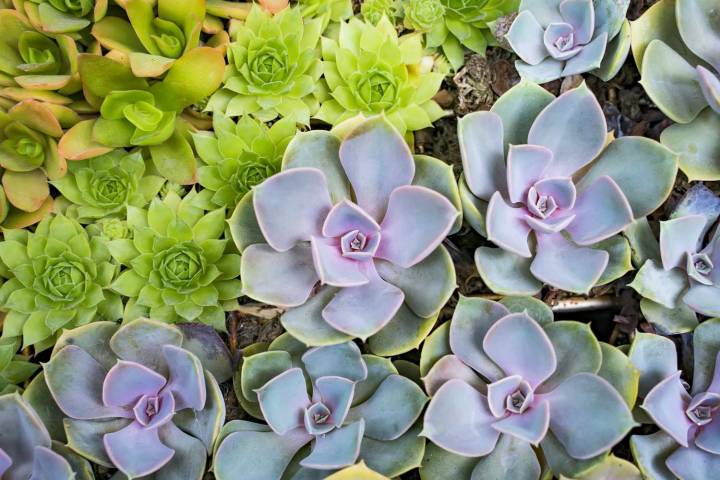 How to Grow a Succulent Garden That Thrives on Neglect
