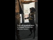 Dog with prosthetic paws is helping Ukraine veterans recover