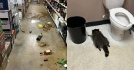 Raccoon breaks into liquor store, gets drunk and passes out