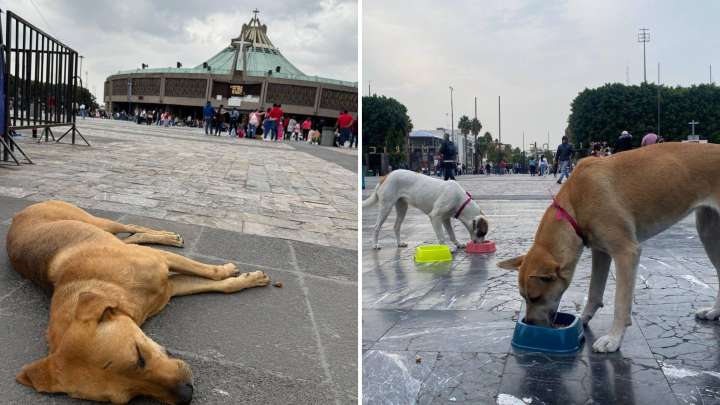 ¿Dónde Está el Módulo para Resguardar a Perros Peregrinos Abandonados en La Villa?