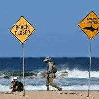 Racing towards great white sharks in Australia