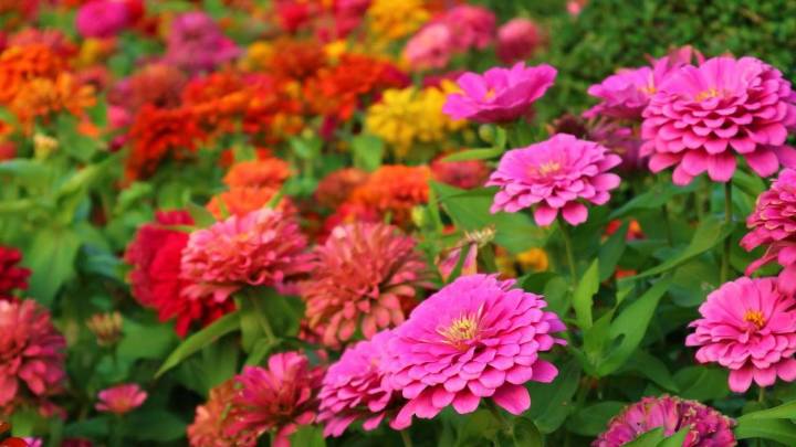 La planta perfecta para plantar en diciembre y que tu jardín se llene de flores y polinizadores