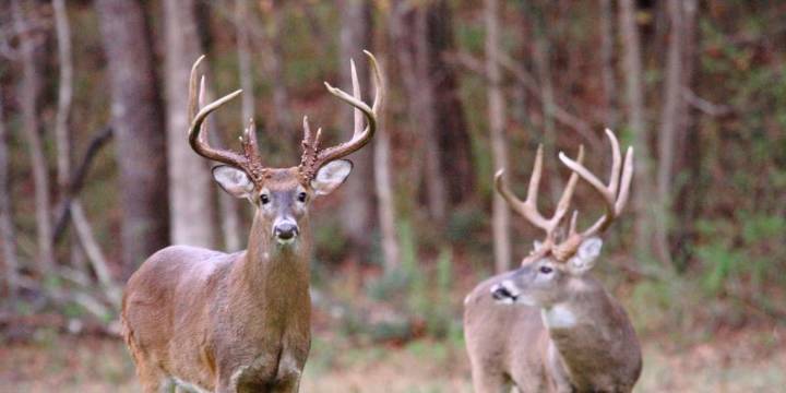 State launches new strategy on chronic wasting disease ahead of deer season