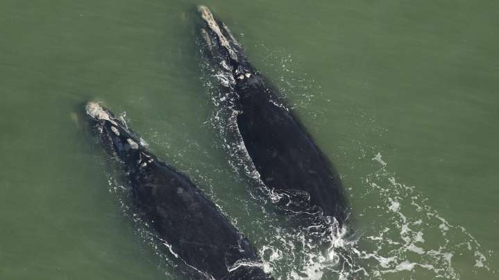 Right whales in Florida: 3 adults, one calf sighted Dec. 3