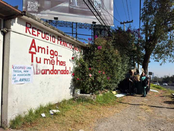 Fundación atiende a miles de perros y gatos desalojados de Refugio Franciscano