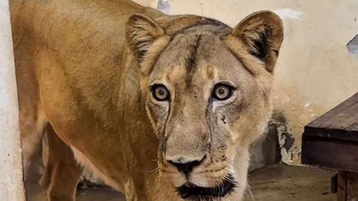 Leona Mata a un Joven que "Invadió" un Zoológico en Brasil