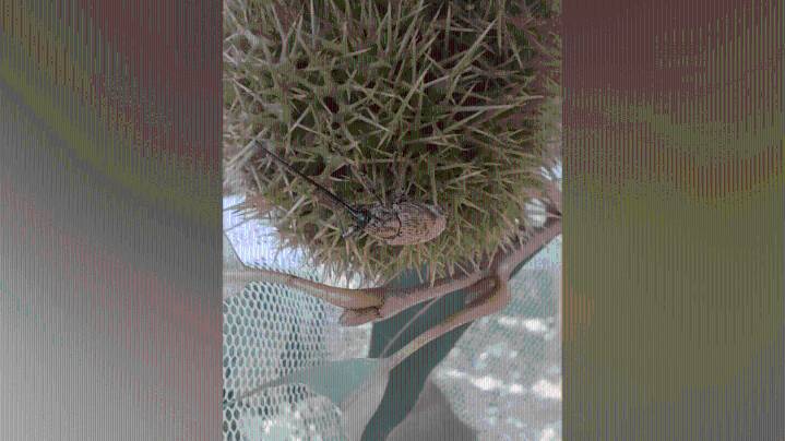 U of M researchers rediscover beetle believed to be extinct