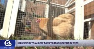 Chickens are coming to Mansfield backyards