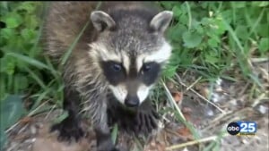 Rabid raccoon confirmed in Lexington County