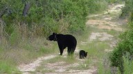 Florida’s bear hunt is underway, but FWC is not actively saying how many have been killed