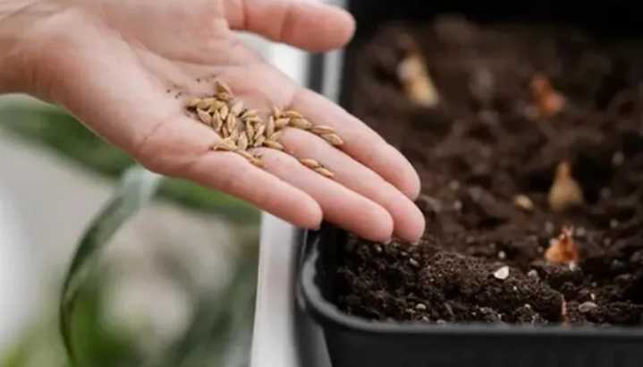 Una semilla poco conocida que germina en 48 horas y ofrece hojas comestibles