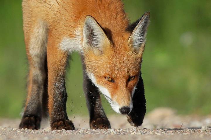Fox bite hospitalizes NJ resident