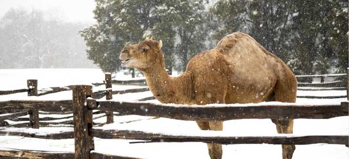 George Washington’s Christmas Camel Lives On: The 1,400-Pound Holiday Visitor You Can Still See at Mount Vernon