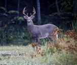 Fatal Hunting Shot Strikes 26-Year-Old During Deer Drive In PA County Woods: Gaming Commission