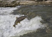 NOAA’s denial of endangered status for salmon sparks talk of legal challenge