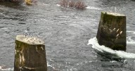 Second bicycle appears on old Spokane River trestle pier
