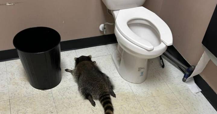 Drunk raccoon found passed out after ‘liquor-fueled rampage’ at Va. store
