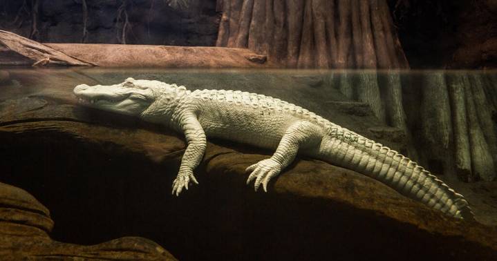 Claude, beloved albino alligator at the California Academy of Sciences, dies at 30