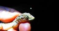 Confirman una nueva especie en México, el registro oficial de un reptil endémico en Tehuacán-Cuicatlán marca un avance para la ciencia y la conservación